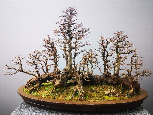 春风送暖61流光耀彩带你领略不一样的岭南派盆景