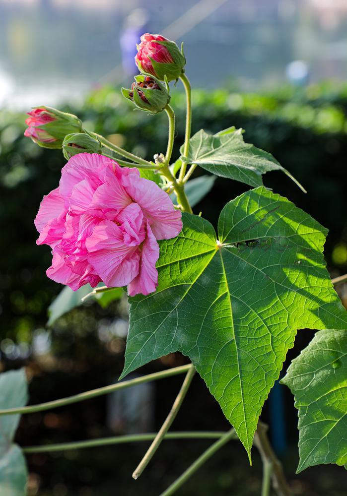罕见广州木芙蓉花期跨年盛开