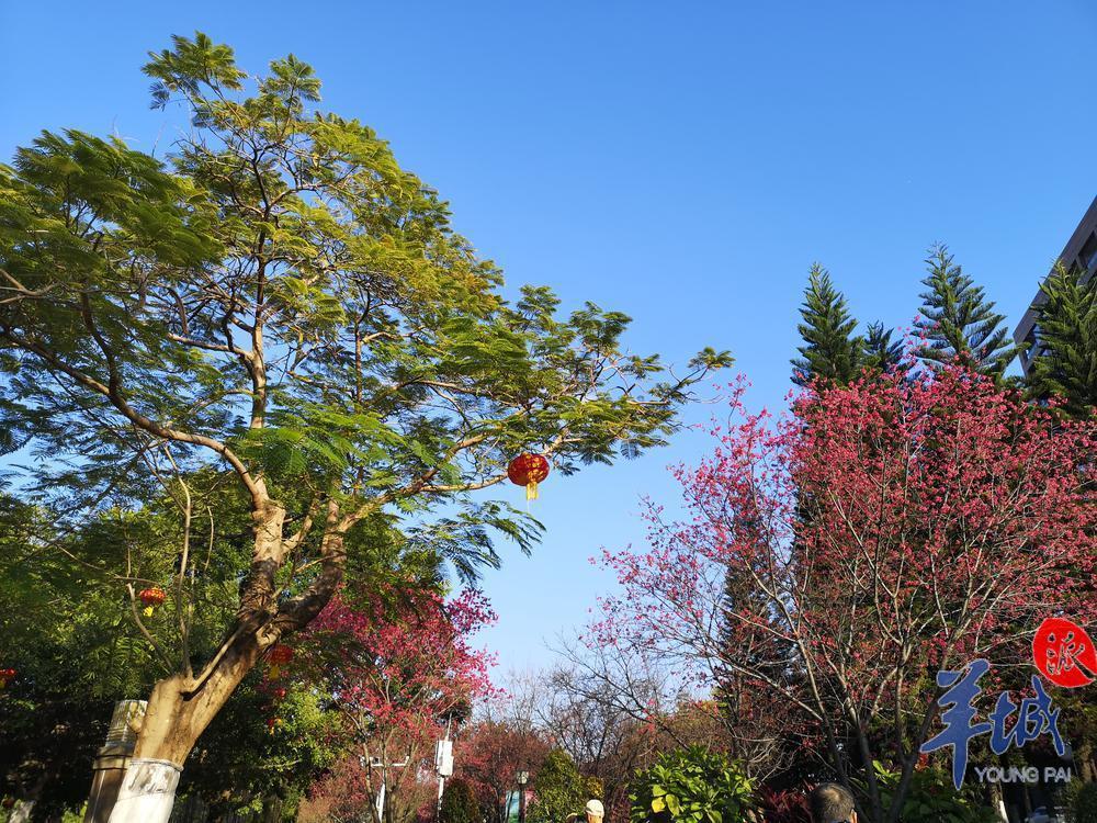 近日,位於廣州市黃埔區香雪三路旁的創業公園內櫻花盛放,櫻花盛放的