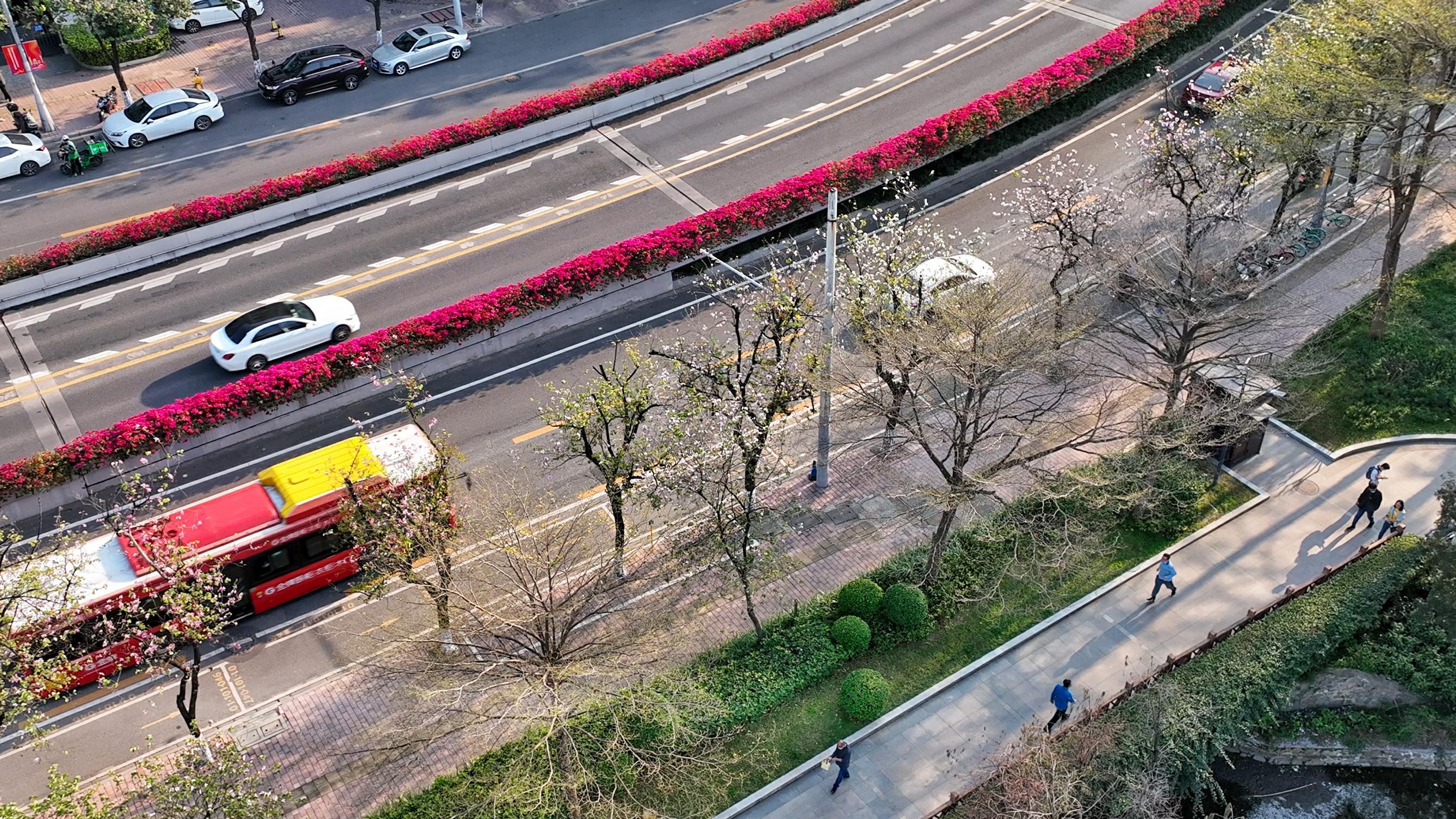 视频图集紫荆花开广州人民北路成浪漫花路